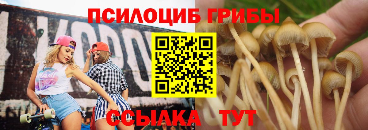 Гатчина  Галлюциногенные грибы Psilocybe  Вход с VPN 